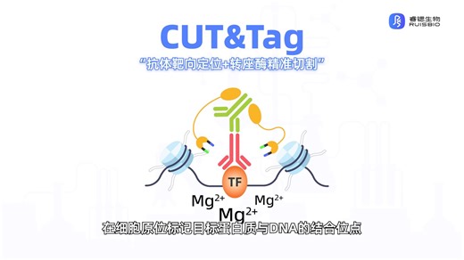 CUT&Tag蛋白质与DNA互作mp4