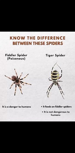 Know the difference between these spiders � Brown recluse spider (venomous) • Can be harmful to humans • Its bite may cause serious reactions � Tiger spider (harmless) • Preys on brown recluse spiders • Poses no risk to people � Don’t kill every spider: some are valuable allies in your home and garden. | Cleaning tips and recipes