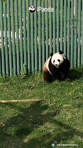 25K views · 3.2K reactions | Wanna be a real kung fu panda? Never stop exercising! (Pu Pu) #HiPanda #CCRCGP #PandaMoment | iPanda | Facebook