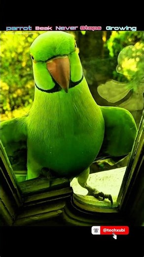 Parrot Beak Never Stops Growing?#shorts#shortsfeed#guessthesong