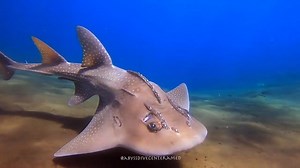 Bowmouth guitarfish (also known as shark rays and mud fish) belong to a family of rays known as the wedgefishes, who resemble both sharks and rays in appearance. An easy way to tell a shark versus a ray are the location of the its gills. If the gills are on the side of the fish, its a shark, and if the gills are on the underside, then it is a ray! Video by Abyss Dive Center Bali | Ocean Conservation Research - OCR