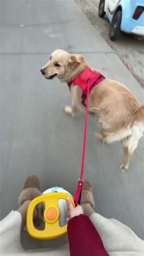 Mastering Dog Walking: The Ultimate Guide for Pet Lovers