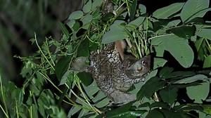 Colugo's are common in Singapore but watching this beautiful infant with its mother was a real highlight. You can see the amazing flaps of skin that connect the limbs allowing them to glide from tree to tree as well as the incredibly varied pelage which serves as brilliant camouflage during the day as they rest up on trees. | Wild Discovery