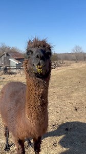 272K views · 6.7K reactions | Michael said it was eggos smh | Useless Farm | Facebook