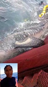 Subrang napakalaking butanding #shortsvideos #fishing #butanding | Jerson Sino Majadas