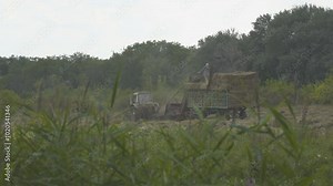 Harvesting hay. Collecting hay bales with a tractor. A man farmer stacks bales of hay in a trailer. Hay baling