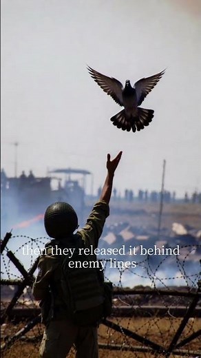 How Pigeons Delivered Secret Messages in War | WW1 & WW2 History.
