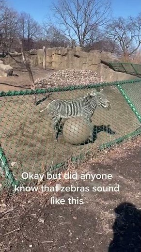 Zebra Sound Effect