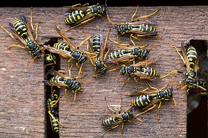 This easy DIY natural wasp killer hack will kill wasps quickly