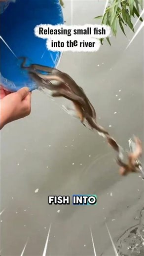 Release the fish#premierministre #maríacorinamachado #shorts #fish