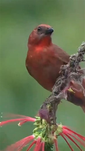 47 reactions | The Red-Throated Ant Tanager #RedThroatedAntTanager #birdwatching | Facetory | Facebook