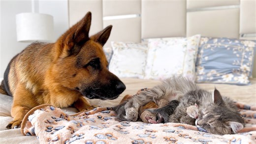 German shepherd watches mom cat feed newborn kittens