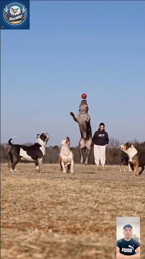Pitbull Power – The Most Fearless Dog in Action!