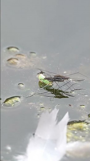 アオバハゴロモを捕食中に2匹のオスと交尾するアメンボのメス #捕食シーン #nature #アメンボ#アオバハゴロモ