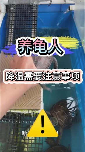 天气降温了 养龟需要注意哪些问题 #养龟日记 #草龟#养龟知识#养龟人 #乌龟