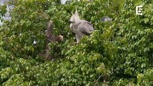 American eagle and sloth | Dancing with animals