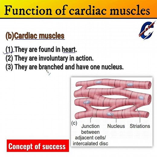 Function of cardiac muscles | Definition, properties | class 9 BIOLOGY | CBSE |