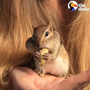 10M views · 450K reactions | This wild chipmunk can't stop visiting his favorite person — he even comes running when she calls his name! | The Dodo | Facebook