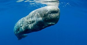 Baleia Cachalote: Características, Tamanho, Peso e Fotos – Mundo Ecologia