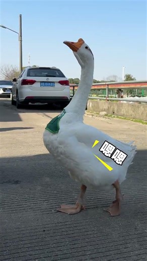 Accidental Encounters: A Big Goose and Aunts' Photo Adventure