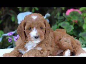Cavapoo Puppies for Sale