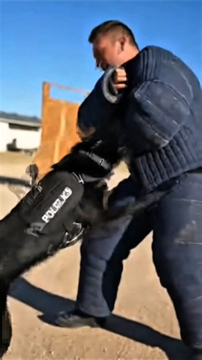 Real Police K9 Skills in Action 🐕‍🔥 #k9training #malinois #viral #k9life #k9unit #wildlife #shorts