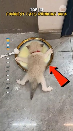 Top 13 FUNNIEST CATS DRINKING MILK