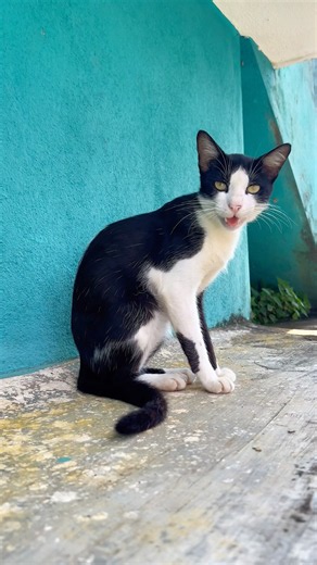 Cat meowing to attract cats 🙀💕 ! Cat videos ! Cat sound ! Cat ! Cat voice ! Cats ! Meow meow