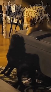 Cat attack 😂 | Memecore