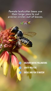 Flowers provide food (pollen nectar for bees). But their leaves are also nesting materials! 🍃✂️🐝 Watch to learn more, and see a leafcutter bee finishing a nest cell. 😍 | Beesponsible