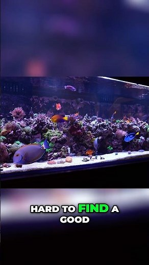 Amazing 450 gallon Display Tank