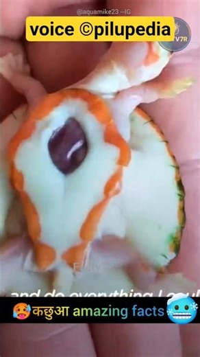 This Turtle is Unique 🥵 #facts #shorts