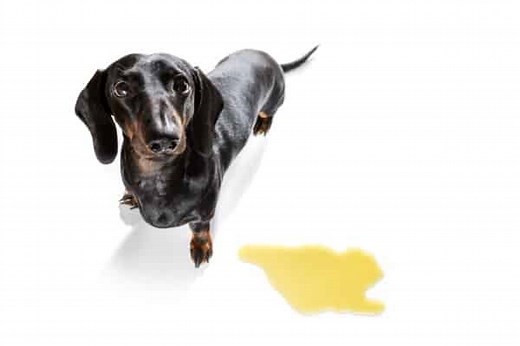 Crystals in Dog Urine: What Every Dog Owner Should Know