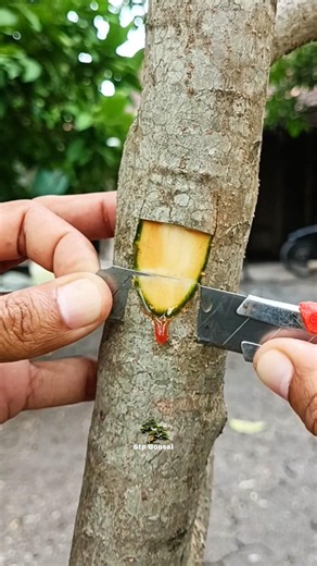 Beautiful grafting 💕🌿🌳 #plants #garden #gardening #nature #craft #diy #grafting