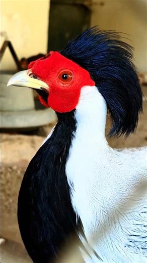 Meet the Majestic Silver Pheasant | Relaxing Bird Sounds & Flowing Water