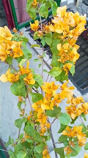 colorful parts are technically modified leaves called bracts, not petals.