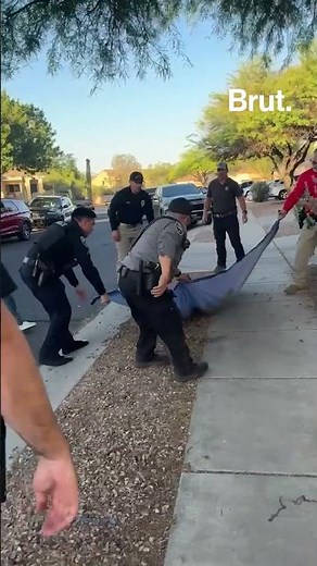 Cop falls on bear during rescue.