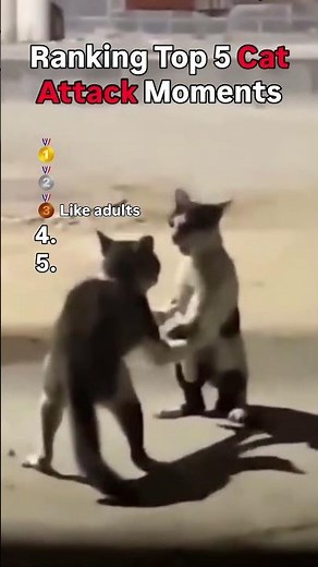 Ranking Top 5 Funniest Cat Attack Moments