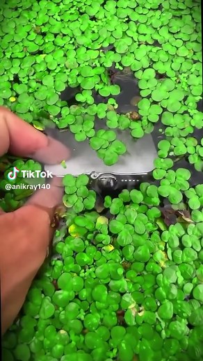 Sad TikTok Clip: emotional reaction to Anik Shake