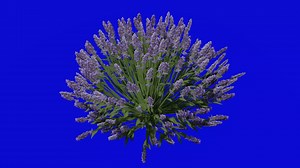 Download Flower animated - english lavender - true lavender - lavandula angustifolia - looping animation - green screen chroma key - 1b for free