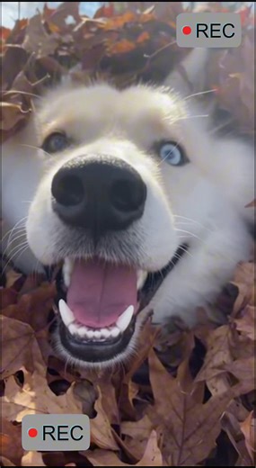 2.8K views · 111 reactions |  When your dog dives into fall like it’s his personal leaf spa — zero regrets, full joy. ⚙️ Created using artificial intelligence for lighthearted storytelling — no real animals involved. #DogLife #AIStory #LeafSeason #WholesomeChaos | Epic Moments | Facebook