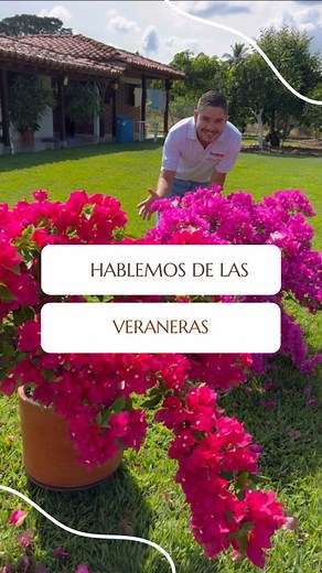 Hablemos de las veraneras, trinitarias o bugambilia #flores #veraneras #plantasdeexterior | César Correa-Amantes de las plantas