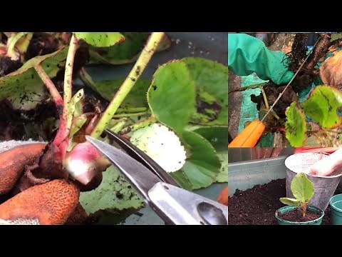 Dividing and Planting on Perennials (Bergenia) #originalgardening #gardeningin #danori