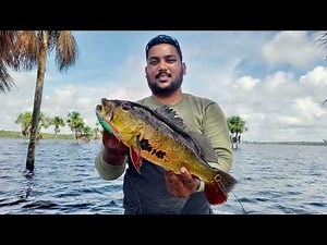 Guyanese Style CookUp and Fry Lukanani.(PEACOCKBASS FISHING)