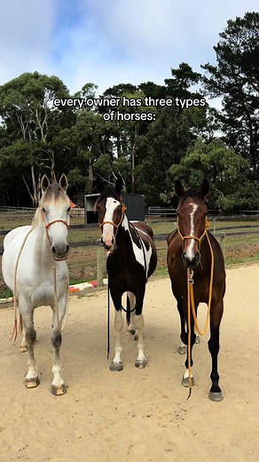 Types of Horses Every Owner Has | Equestrian TikTok
