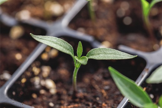 How to Grow Peppers from Seeds Indoors - Complete Germination Guide