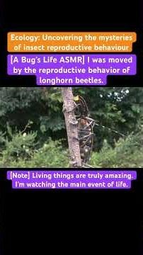 [A Bug's Life ASMR] I was moved by the reproductive behavior of longhorn beetles.#insects #love