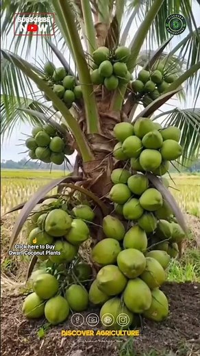 Amazing Dwarf Coconut Farms