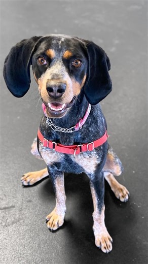 3.8K views · 162 reactions | Willow is a sweet and playful coonhound with energy to burn! She knows her basic commands (check out that sit & trade), and wants to put her brains to work. If you want your very own hound dog, give our team a call and make 4-year-old Willow yours . ☎️204-982-2035 45 Hurst Way | Winnipeg Humane Society | Facebook