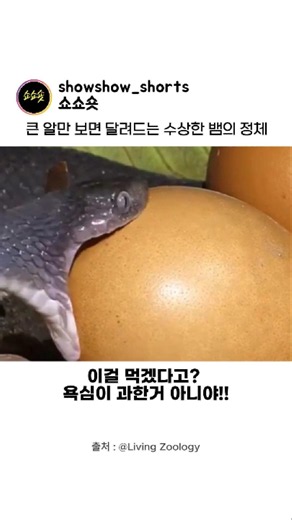 자기 머리보다 큰 알을 노리는 뱀